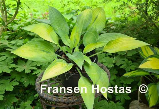 Hosta Olympic Gold Medal